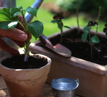 Sadzonki hortensji w odpowiednich warunkach będą gotowe do rozsadzenia po 2-3 tygodniach od stworzenia rozsady (zdj.: Fotolia.com)