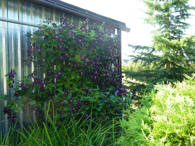 Ściana kwiatów clematisa na ścianie garażu.