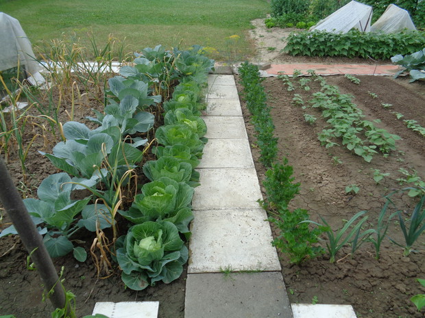 Seler, kapusta, czosnek