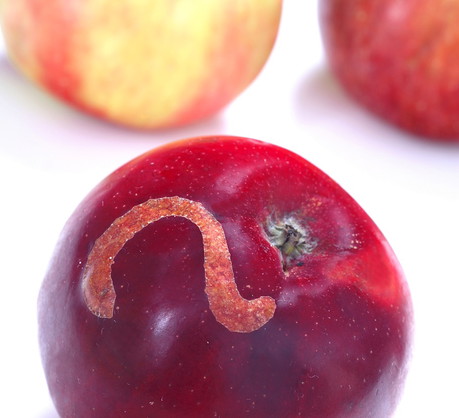 Ślady żerowania owocówki na jabłku (zdj.: Fotolia.com)