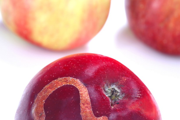 Ślady żerowania owocówki na jabłku (zdj.: Fotolia.com)