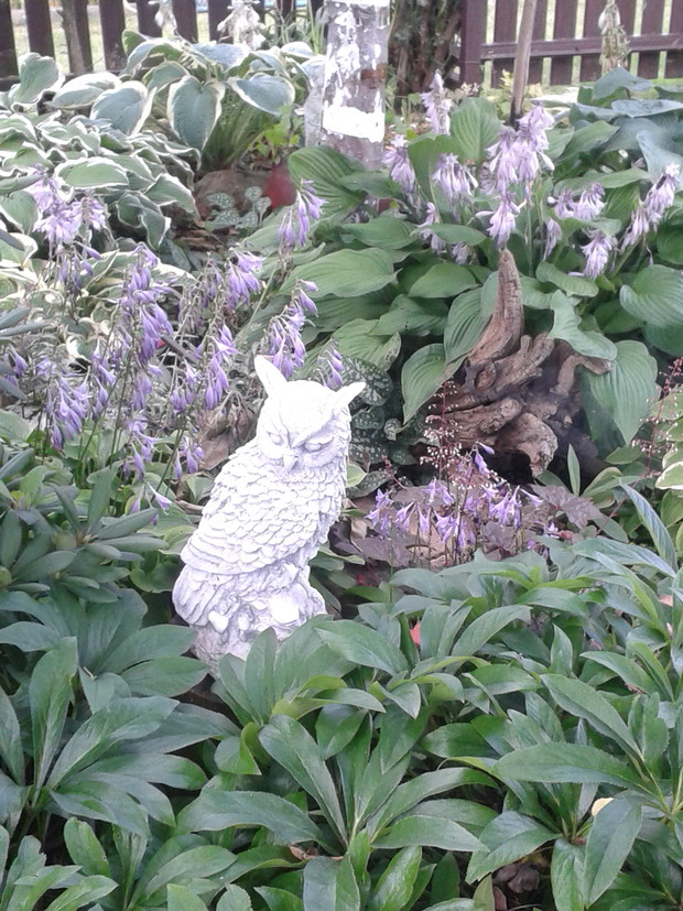 Sowa w towarzystwie funkii