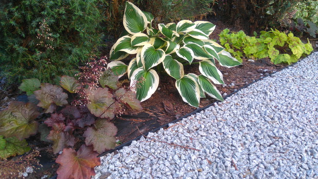 Strona wschodnia ogrodu jest granicą z sąsiadem. W cieniu, pod szpalerem jałowców królują żurawki i hosty