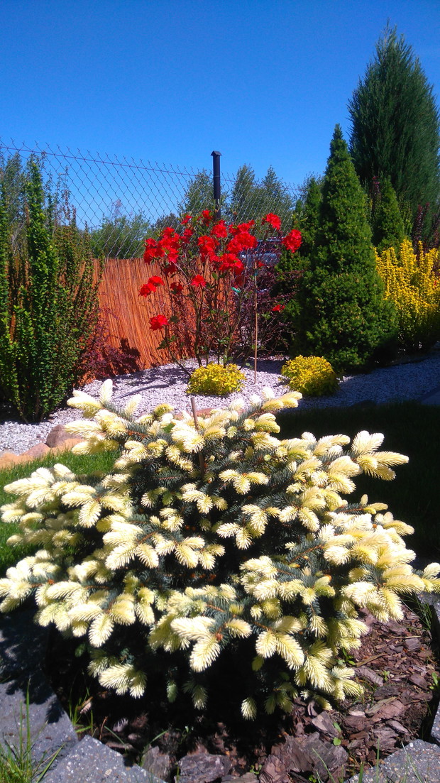 Świerk Białobok pięknie prezentuje się na tle azalii