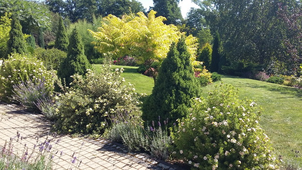 Świerki „Conica”, pięciorniki i lawenda przy ścieżce prowadzącej z domu do garażu