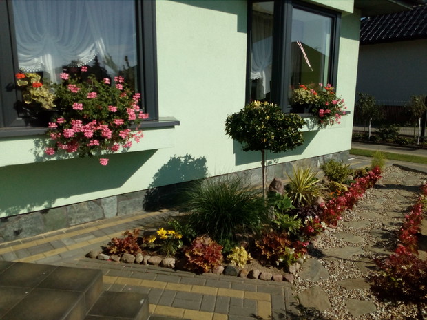 Symetryczne rabaty pod frontowymi oknami przechodziły chyba najliczniejsze metamorfozy w naszym ogrodzie. Początkowo były miejscem kwiatów jednorocznych, później próbowaliśmy urządzić tam daliowisko, ostatecznie powstały rabaty bylinowe obsadzone obwódkam