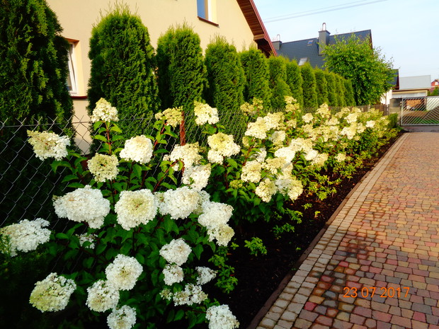szpaler hortensji bukietowych Vanila Fraise
