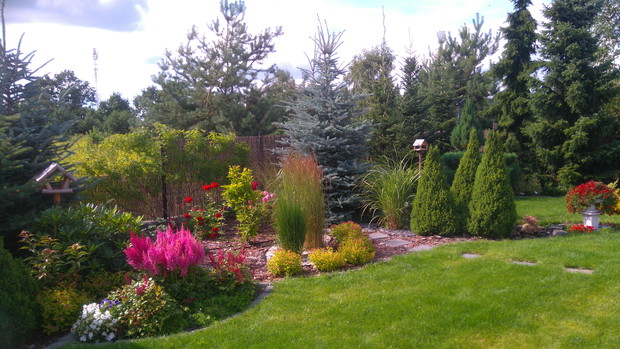 Tawuły, magnolia i trawy ozdobne przed rosarium