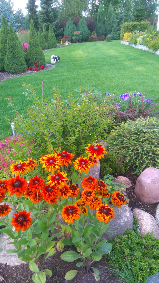 Trawnik czeka na wnuki. Tymczasem bawi się na nim nasza Fifi.