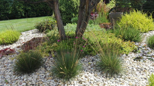 Trawy ozdobne, byliny ,wrzosy.