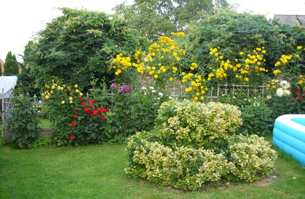 Trzmielina w towarzystwie georginii 