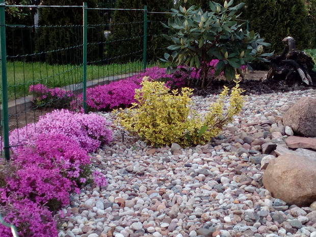 trzmielinowy ślimak