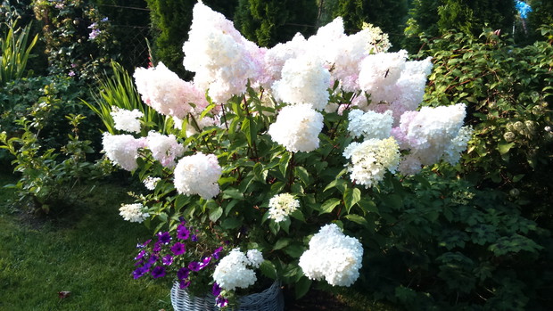 Ulubiona hortensja,jest już z nami 6 rok i zawsze taka piękna.