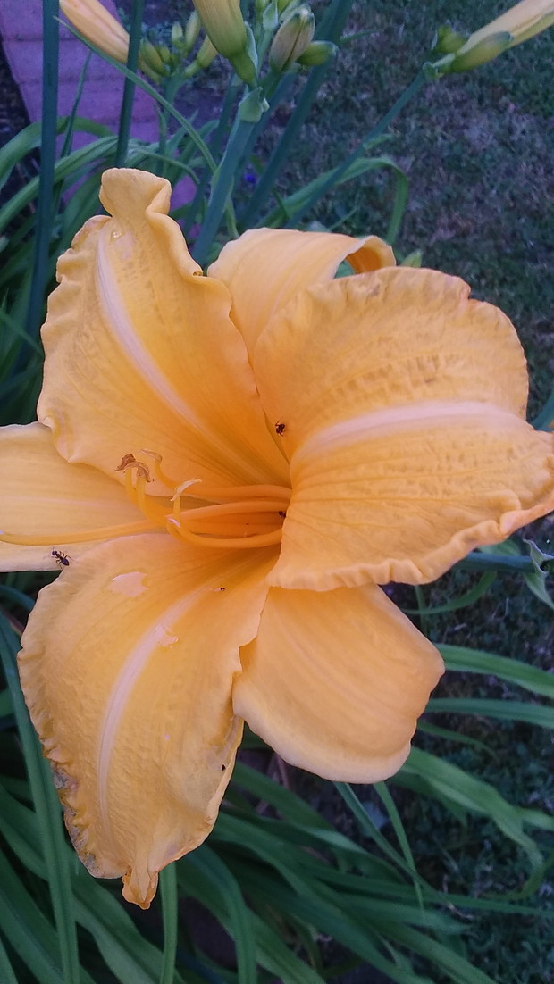 ULUBIONY  DŁUGO KWITNĄCY LILIOWIEC