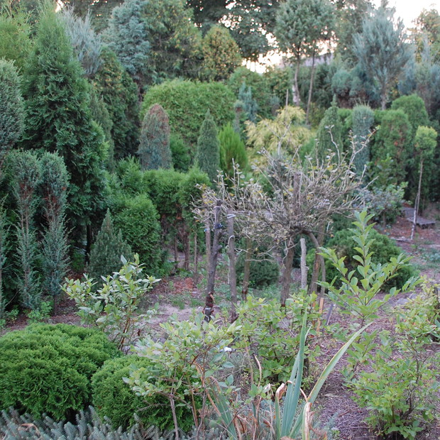 W głębi alpinarium