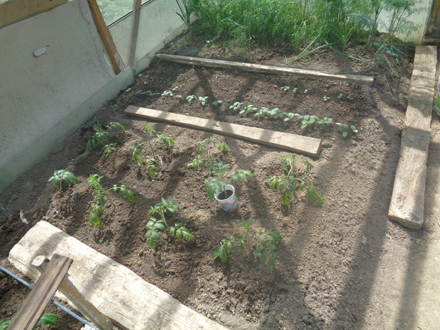 W szklarni posadzone pomidory, rozsada ogórków.