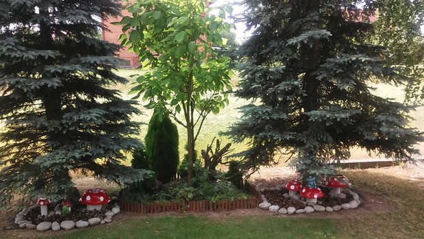 W TYCH TO ŚWIRKACH-MAJĄ GNIAZDA  2 PARY GOŁĘBI CUKRÓWEK