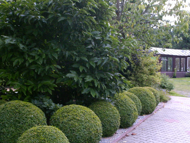 W tyle widać szklarnię w której hoduję pomidory na nawozach ekologiczynch