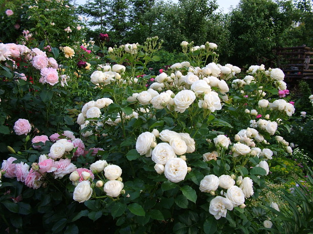 w zbliżeniu róże na niej kwitnące