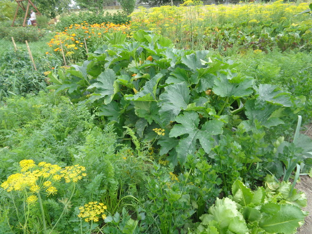 Warzywnik pęka w obfitości warzyw. 