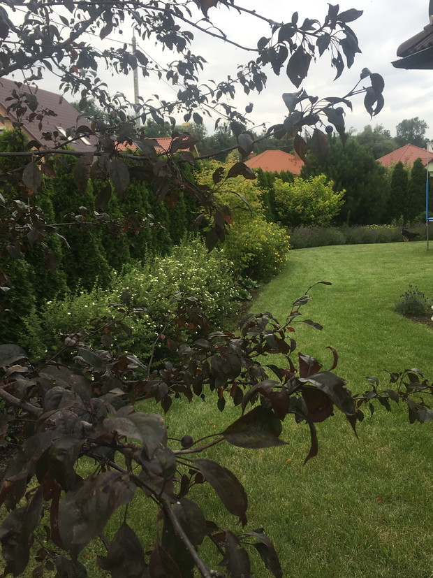 wchodząć do ogrodu musimy schylić się pod koronami rajskiej jabłonki