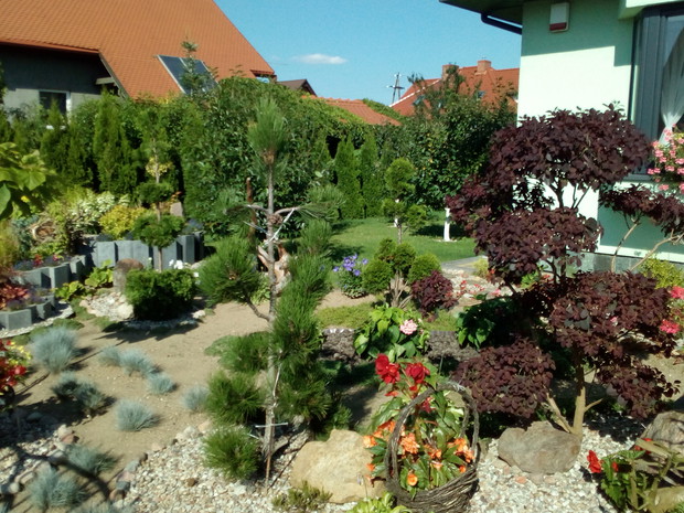 Wcześniej wspomniane formy cięte - tniemy wszystko od szeroko w ogrodnictwie formowanych szmaragdów, po sosnę czy perukowca...