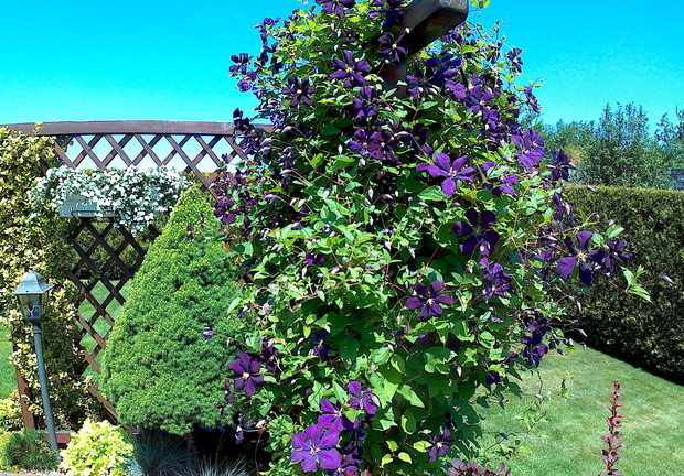 Wdzięczny powojnik długo kwitnący.