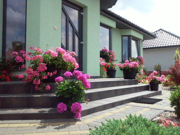 Wejście do domu zdobią corocznie hodowane i zimowane na parapetach pelargonie...