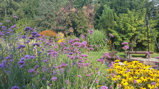 Werbena patagońska rozsiewa się obficie po całym ogrodzie