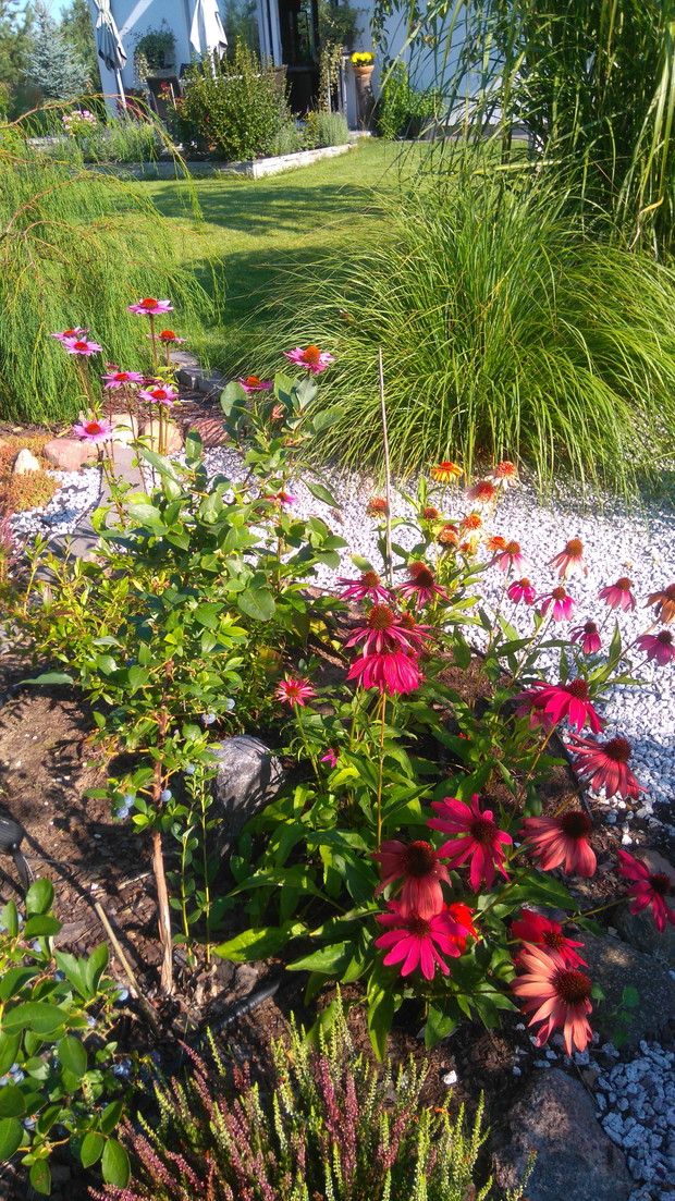 Widok poprzez rudbekie i trawy ozdobne w stronę domu. W tle podwyższona rabata przy tarasie