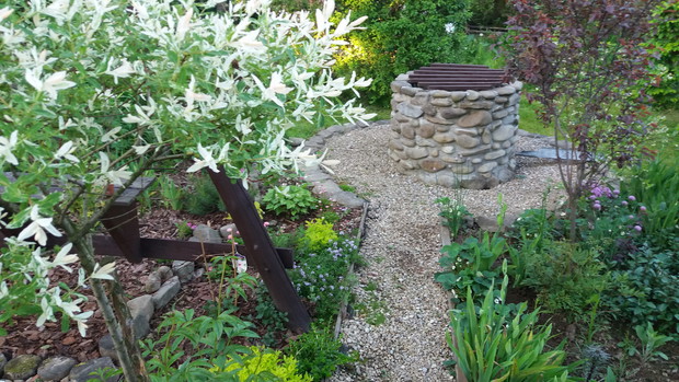 Wierzba hakuro nihiki