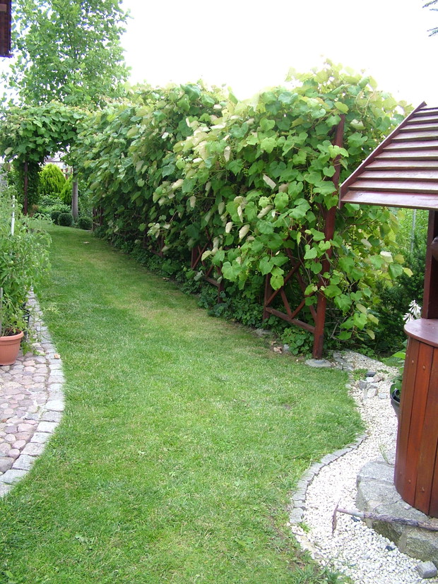 winnica po lewej stronie domu