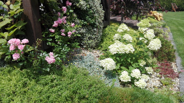 Wschodnia rabata z różami i hortensjami.