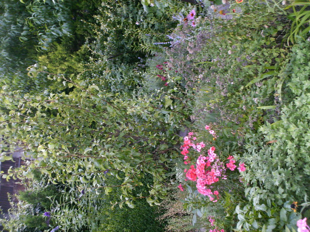 wśród drzew ozdobnych drzewka owocowe