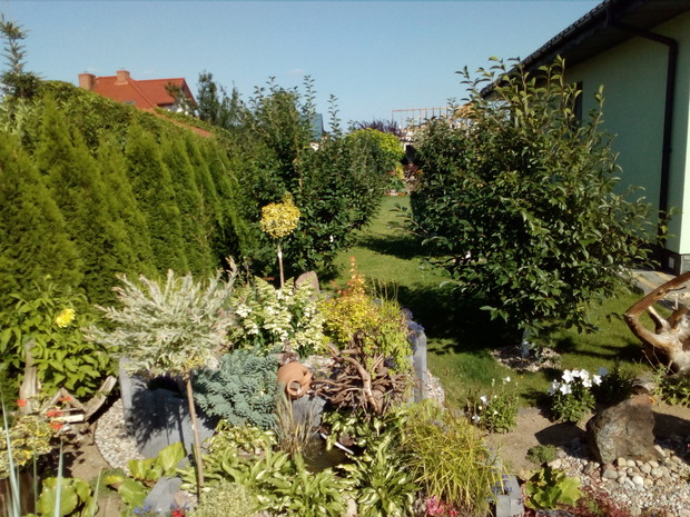 Za podwyższoną rabatą rozciąga się nasz mini sad - znajdzie się tu zarówno wiśnie, śliwki jak i gruszki. Dotychczas poznaliśmy smak wiśni, śliwki rodzą tyle owoców, że już starcza na zaprawy, na gruszki jeszcze ciągle czekamy...