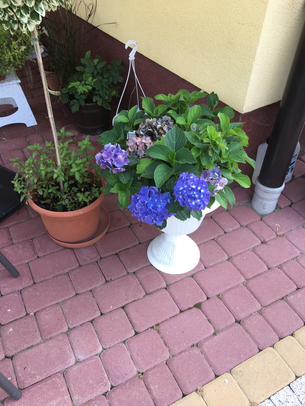 Zachcialo mi sie niebieskiej o to ona przebarwiona w polowie sierpnia