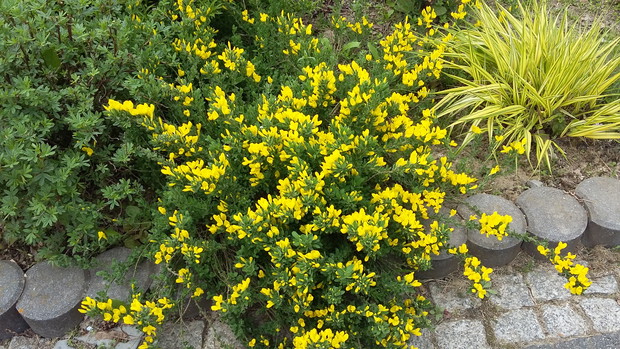 Żarnowiec płożący ładnie wygląda na skarpach i przy kamiennych obrzeżach