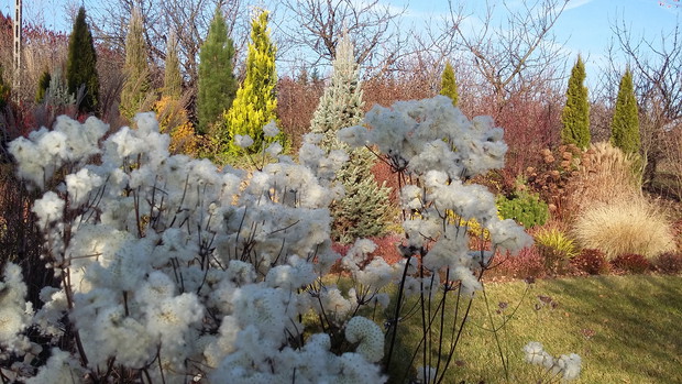 Zawilce japońskie późną jesienią przypominają bawełnę