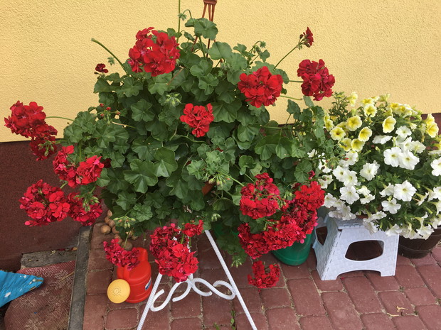 Zawsze modna pelargonia w kwietniku zrobionym przez mojego tate.