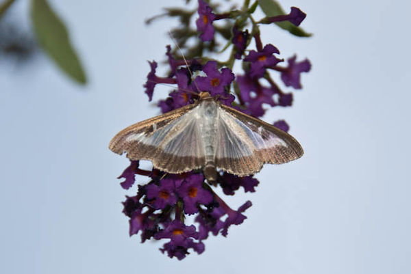 (zdj.: www.lepiforum.de)