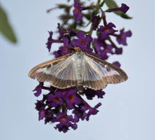 (zdj.: www.lepiforum.de)