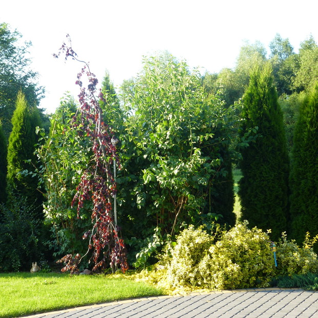 Zielona ściana z czerwonym bukiem i pieskiem pilnującym bramy.