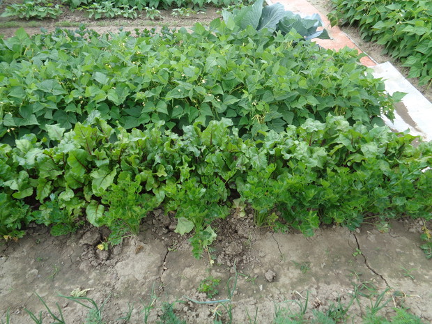 Zielone, soczyste warzywa.