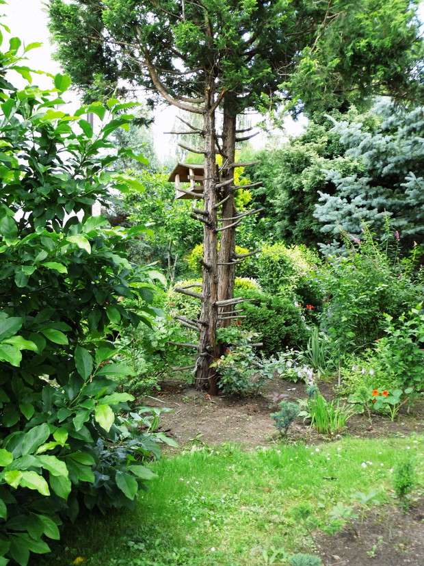 Zielony zakątek drzewny.