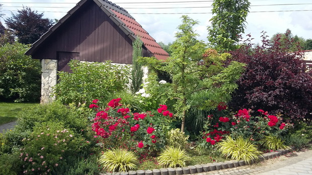 Złoto - zielona „Hakonechloa Aureola” podkreśla czerwień róży rabatowej „Tornado”