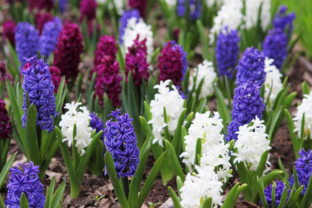 Aby nie stwarzać zagrożenia chorobami grzybowymi, hiacyntów nie umieszczamy w miejscach, gdzie wcześniej rosły ogórki, pomidory czy truskawki. (zdj.: Fotolia.com)
