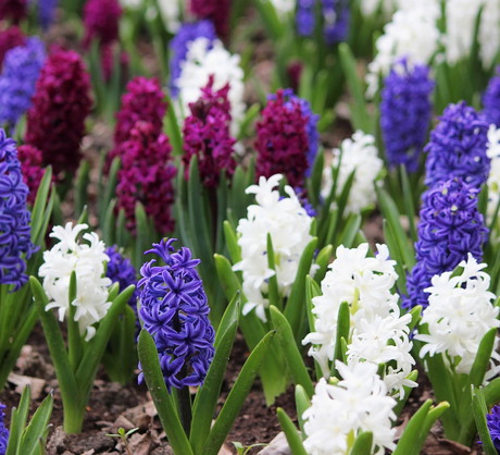 Aby nie stwarzać zagrożenia chorobami grzybowymi, hiacyntów nie umieszczamy w miejscach, gdzie wcześniej rosły ogórki, pomidory czy truskawki. (zdj.: Fotolia.com)