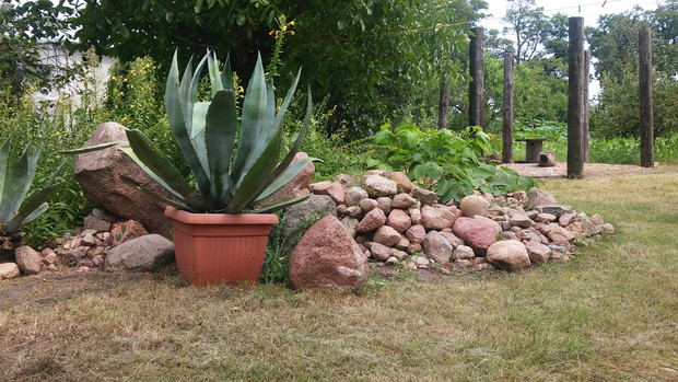 Agawy wśród stosu polnych kamieni 