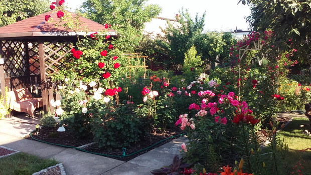 Altana, wokół której rosną róże