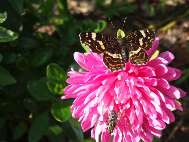 Aster - bardzo chętnie odwiedzany przez różnego rodzaju owady